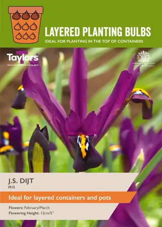 Layer Planting Iris Reticulata J.S. Dijt 5-