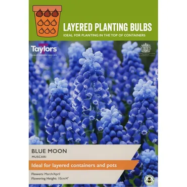 Layer Planting Muscari Blue Moon 8-9 
