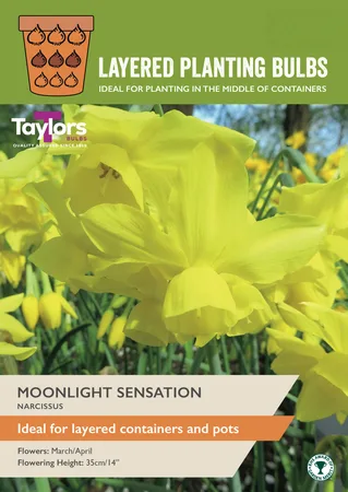 Layer Planting Narcissus Moonlight Sensation 
