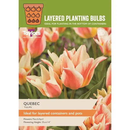 Layer Planting Tulip Quebec 