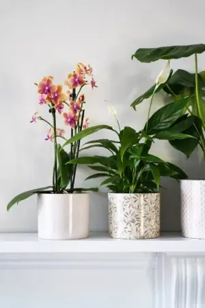 Lazzaro Sage Foliage  H13cm D15cm - image 3