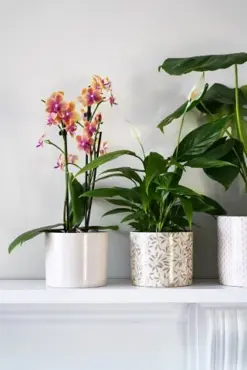 Lazzaro Sage Foliage  H13cm D15cm - image 3