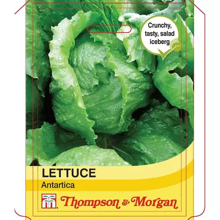 Lettuce Antartica