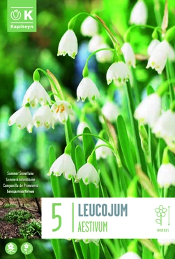 Leucojum Aestivum X5 10/12