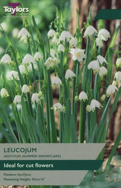Leucojum Aestivum 9-10