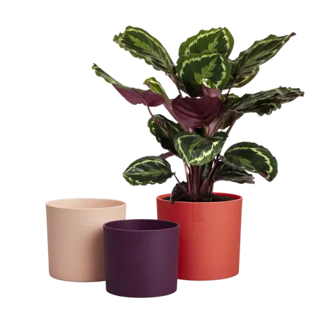 Lex Pott Set Red 14cm - image 4