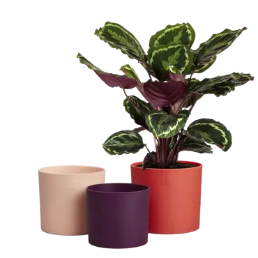 Lex Pott Set Red 14cm - image 4