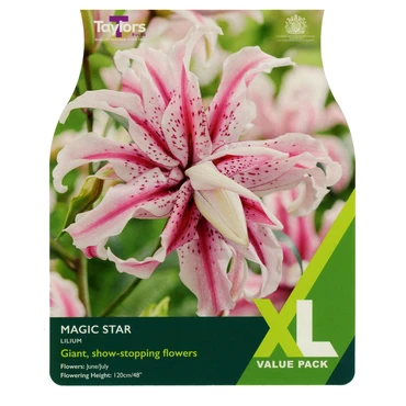 Lilium Magic Star