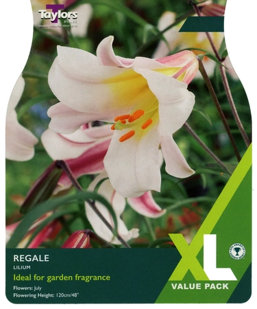 Lilium Regale 18-20 XL