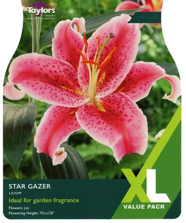 Lilium Star Gazer 16-18 XL