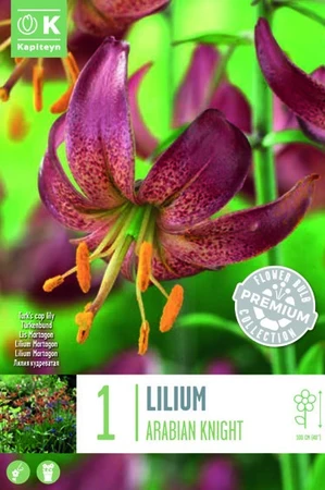 Lily Martagon Arabian Knight X1 16/18