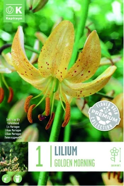 Lily Martagon Golden Morning X1 16/18