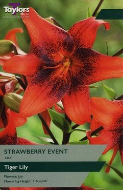 Lily Strawberry Event 14-16 - Hanleys of Cork
