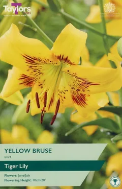 Lily Yellow Bruse