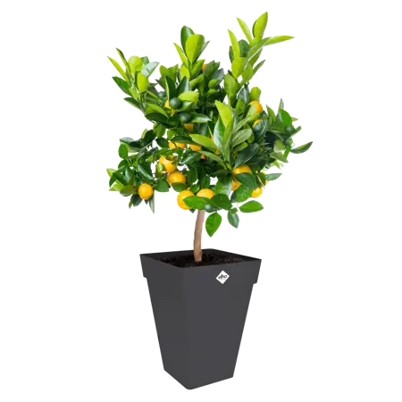 Loft Urban Square High Anthracite - 30cm - image 2