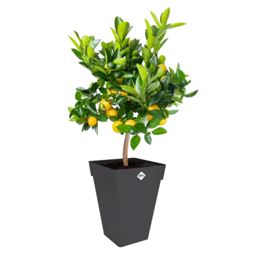 Loft Urban Square High Anthracite - 30cm - image 2
