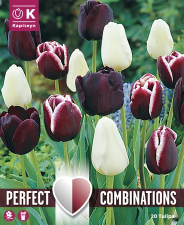 Lovely Combinations Black Blend Tulip Bulbs - image 1