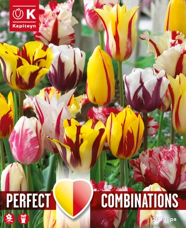 Lovely Combinations Fireworks Tulip Bulbs