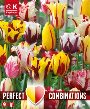 Lovely Combinations Fireworks Tulip Bulbs