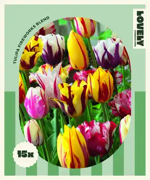 Lovely Combinations Fireworks Tulip Bulbs