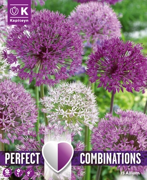Lovely Combinations Large Ball Allium Bulb Mix