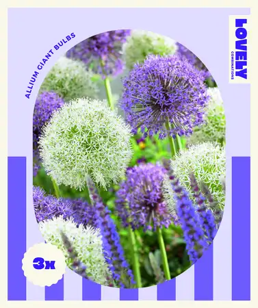 Lovely Combinations Large Ball Allium Bulb Mix