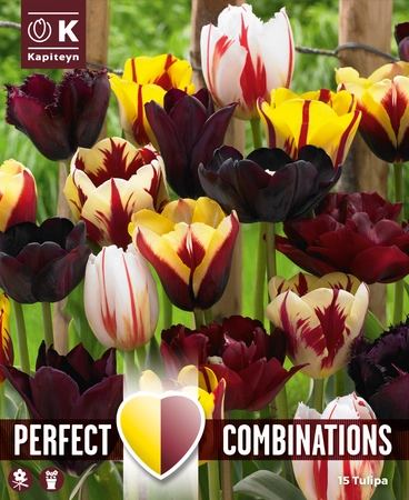 Lovely Combinations Mystic Blend Tulip Bulbs