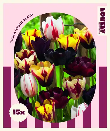 Lovely Combinations Mystic Blend Tulip Bulbs