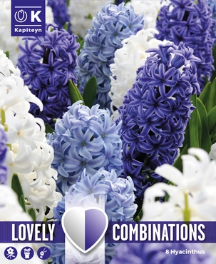 Lovely Combinations Ocean Hyacinth Bulbs