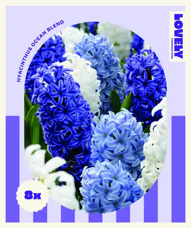 Lovely Combinations Ocean Hyacinth Bulbs