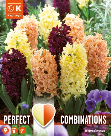 Lovely Combinations Oriental Hyacinth Bulbs Mix