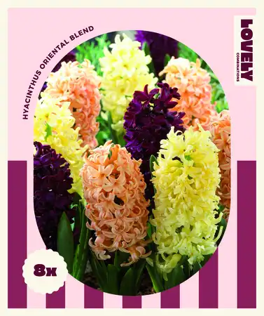 Lovely Combinations Oriental Hyacinth Bulbs Mix