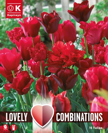 Lovely Combinations Red Shades Tulip Bulbs