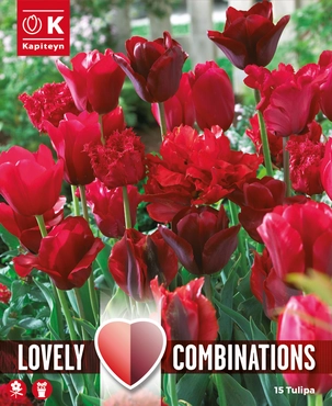 Lovely Combinations Red Shades Tulip Bulbs