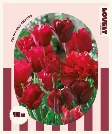 Lovely Combinations Red Shades Tulip Bulbs