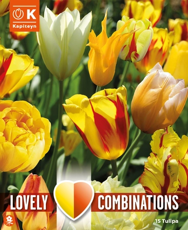 Lovely Combinations Sunny Delight Tulip Bulbs