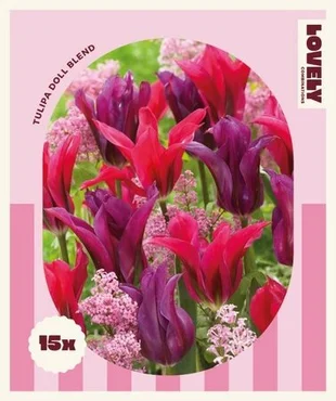 Lovely Combinations Tulip Doll Blend