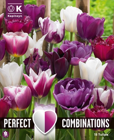 Lovely Combinations Violet & White Bulb Mix