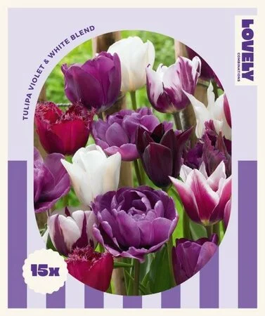 Lovely Combinations Violet & White Bulb Mix