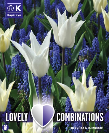 Lovely Combinations White Tulip & Blue Muscari Bulb Mix