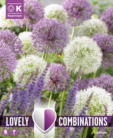 Loving Combinations Giant Allium Bulbs