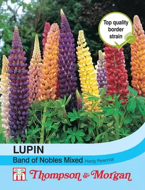 Lupin Band of Nobles Mixed