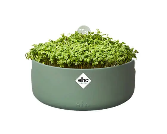 Magic Microgreens (Leaf Green) - image 3