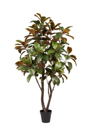 Magnolia Tree 160cm