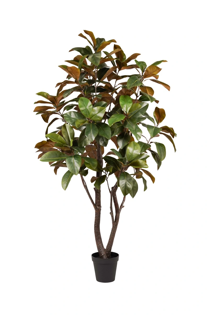 Magnolia Tree 160cm - Hanleys of Cork