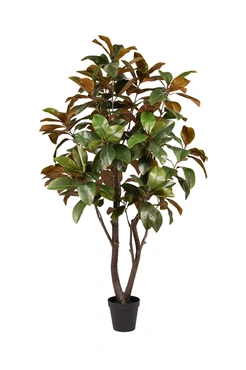 Magnolia Tree 200cm 