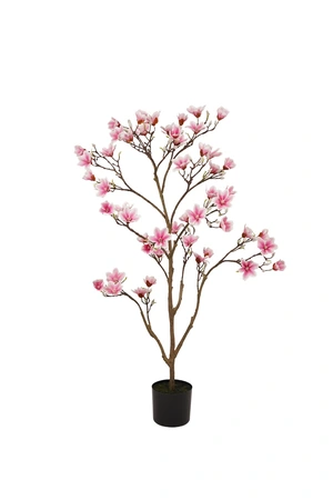 Magnolia Tree Pink 120cm (Kdp