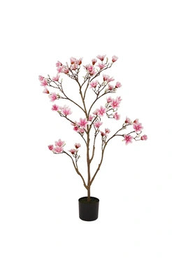 Magnolia Tree Pink 120cm (Kdp