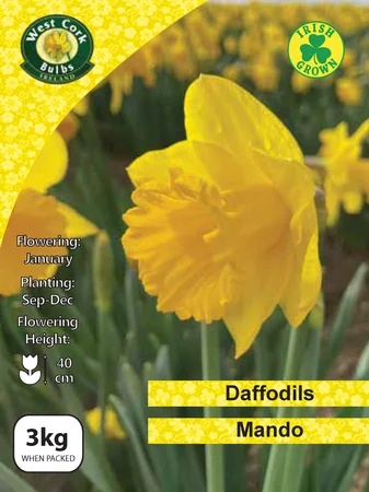 Mando Daffodils 3kg Net
