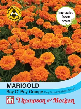 Marigold Boy O Boy Orange (French)
